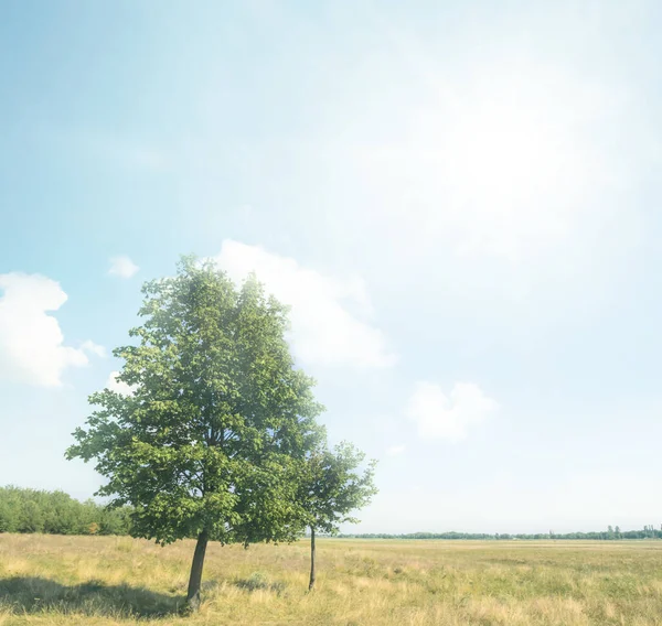 在阳光明媚的日子里 草原上的一棵孤树 自然色彩斑斓 — 图库照片