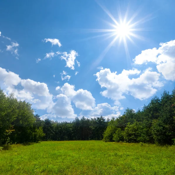 Bosque Verde Brilla Día Soleado — Foto de Stock