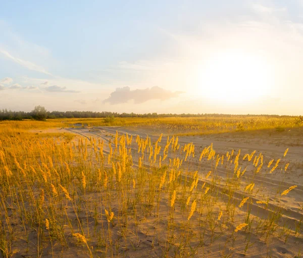 Breite Sandige Prärie Bei Sonnenuntergang Natürliche Szenerie — Stockfoto