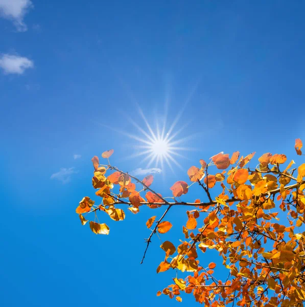 Rode Aspen Boom Tak Het Licht Van Glinsterende Zon — Stockfoto