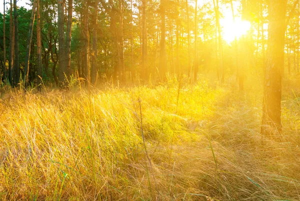 Orman Parlak Güneşin Işığında Doğal Arka Planda — Stok fotoğraf