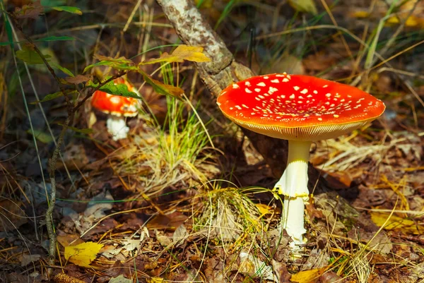 Primer Plano Hongo Flyagaric Rojo Bosque Escena Hongo Natural —  Fotos de Stock