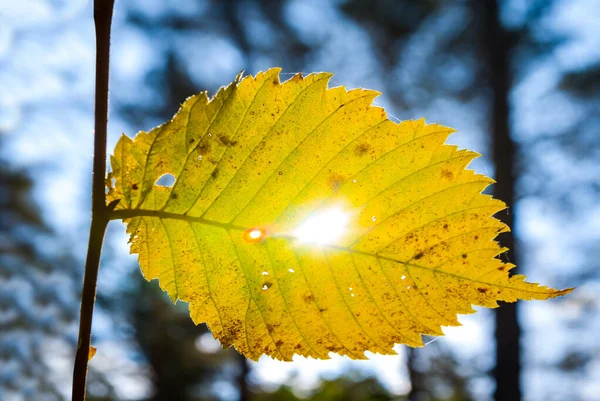 Sol Strålar Driva Igenom Röda Torra Löv Träd Naturlig Höst — Stockfoto