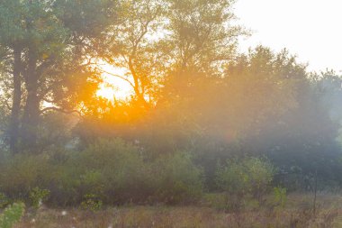 Orman sisli ve güneşli bir ortamda sabahın erken saatlerinde kırsal kesimde güneş doğar.