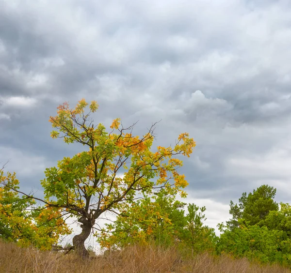 Rote Trockene Eichen Waldlichtung Unter Dichtem Bewölkten Himmel — Stockfoto