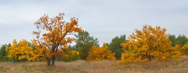 Rote Trockene Eichen Waldlichtung Unter Dichtem Bewölkten Himmel — Stockfoto