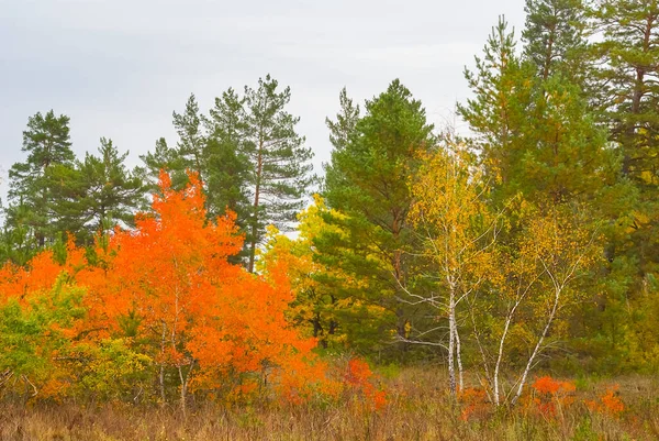 Árbol Álamo Rojo Claro Del Bosque Otoño Fondo Natural Estacional —  Fotos de Stock