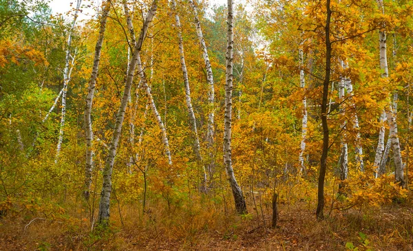 Κόκκινο Φθινόπωρο Δάσος Ξέφωτο Φυσική Υπαίθρια Εποχιακή Σκηνή — Φωτογραφία Αρχείου