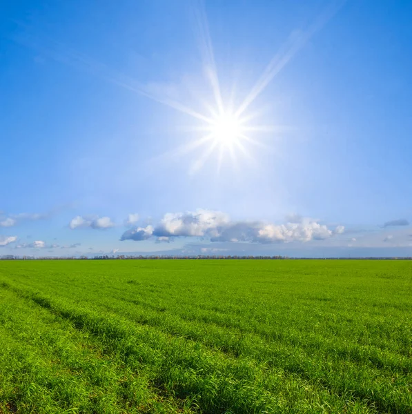Čerstvé Zelené Venkovské Pole Pod Jiskřícím Sluncem Venkovské Zemědělské Zázemí — Stock fotografie