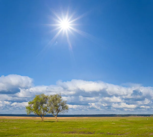 Solo Árbol Entre Pradera Verde Día Soleado —  Fotos de Stock