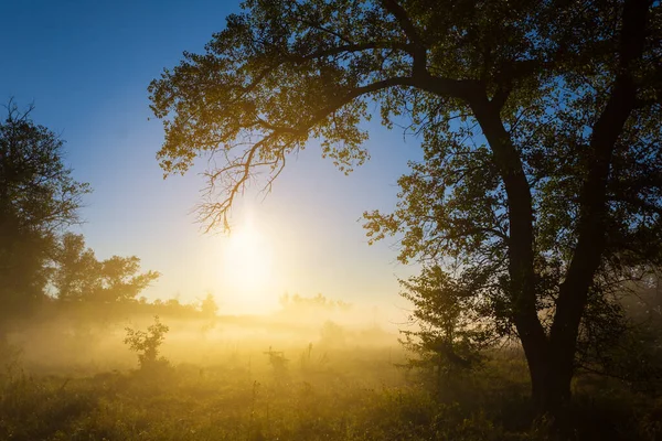 Bos Glade Dichte Mist Zonlicht Vroege Ochtend Zomer Platteland Zonsopgang — Stockfoto