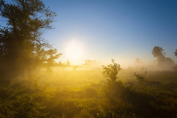Waldlichtung Dichtem Nebel Und Sonnenlicht Frühen Morgen Sommerlandschaft Sonnenaufgang Szene — Stockfoto