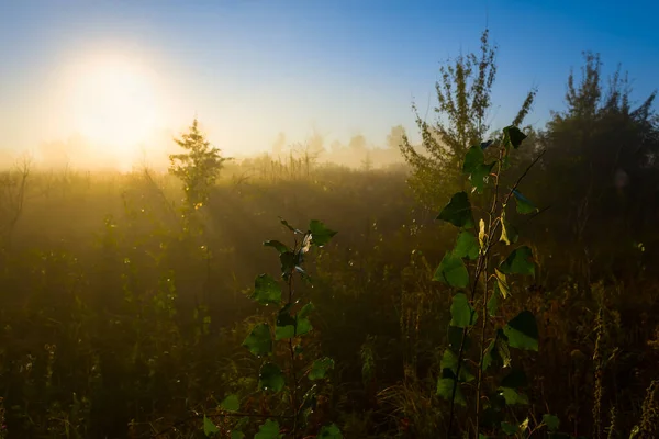 Prärie Dichtem Nebel Und Sonnenlicht Frühen Morgen Sommerliche Landschaft Sonnenaufgang — Stockfoto