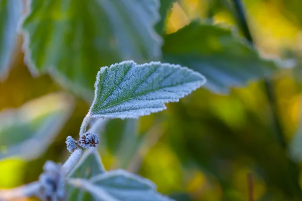 Primer Plano Rama Arbusto Congelado Con Hojas — Foto de Stock