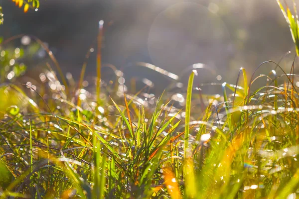 Detailní Prérijní Tráva Světle Ranního Slunce — Stock fotografie