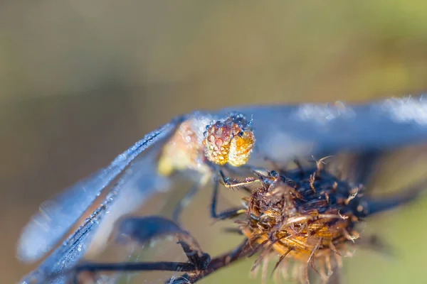 Gros Plan Libellule Dans Eau Goutte Assis Sur Branche — Photo