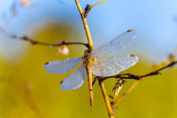 Nahaufnahme Libelle Wassertropfen Sitzen Auf Ast — Stockfoto