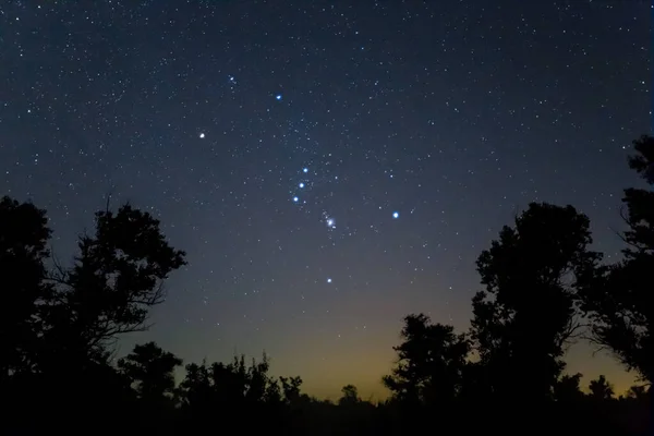 Zbliżenie Orion Konstelacji Nocnym Gwiaździstym Niebie Nad Sylwetką Lasu Nocny — Zdjęcie stockowe