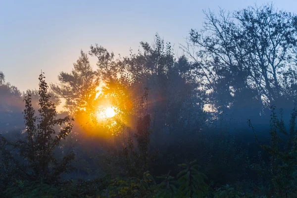 Waldlichtung Dichtem Nebel Und Sonnenlicht Frühen Morgen Sommerlandschaft Sonnenaufgang Szene — Stockfoto