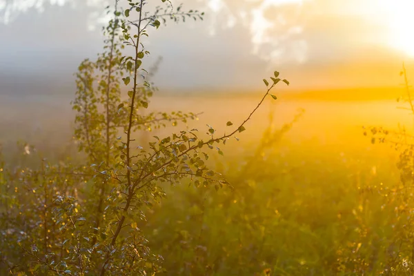 Prärie Tät Dimma Och Solljus Tidigt Morgonen Sommar Landsbygd Soluppgång — Stockfoto