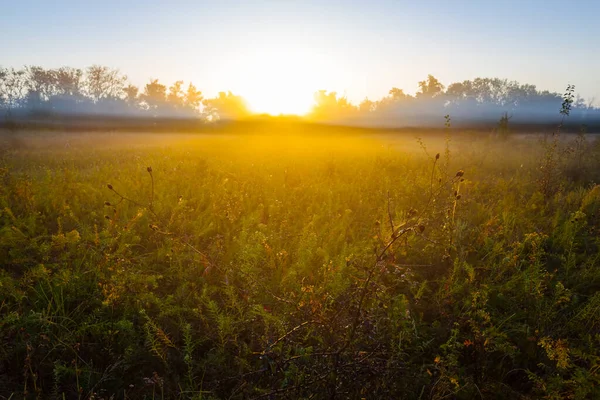 Prérie Husté Mlze Slunečním Svitu Časných Ranních Hodinách Letní Krajina — Stock fotografie