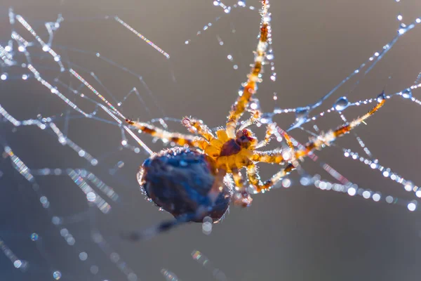 水滴中的特写蜘蛛坐在网络上 自然动物背景上 — 图库照片