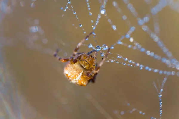 Damlasında Yakın Plan Örümceği Ağda Oturuyor Doğal Hayvan Geçmişi — Stok fotoğraf