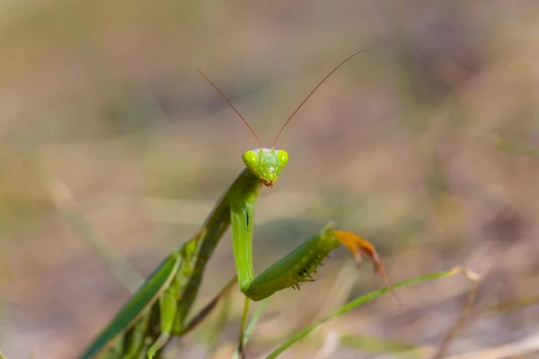 在草丛中猎取特写镜头的螳螂 — 图库照片