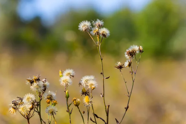 草原野花的特写 野外自然景观 — 图库照片