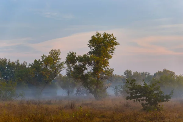 Bosque Resplandor Densa Niebla Madrugada Paisaje Verano Amanecer — Foto de Stock