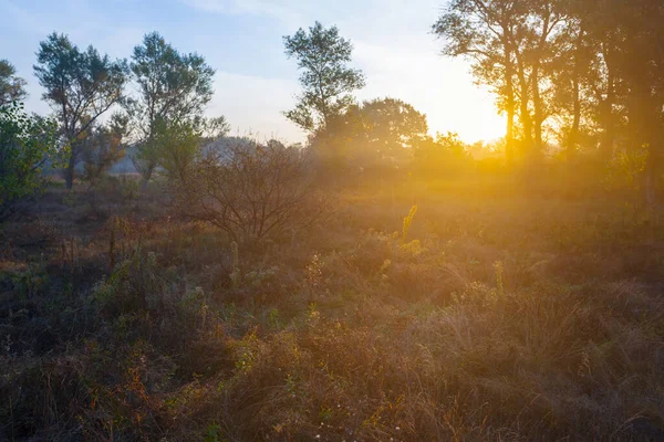 Waldlichtung Dichtem Nebel Und Sonnenlicht Frühen Morgen Sommerlandschaft Sonnenaufgang Szene — Stockfoto