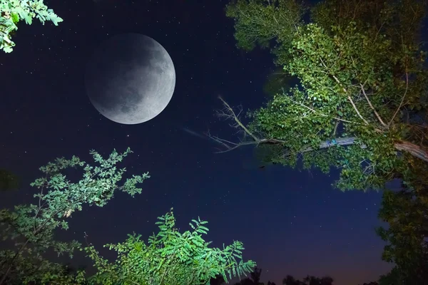 Bosque nocturno —  Fotos de Stock