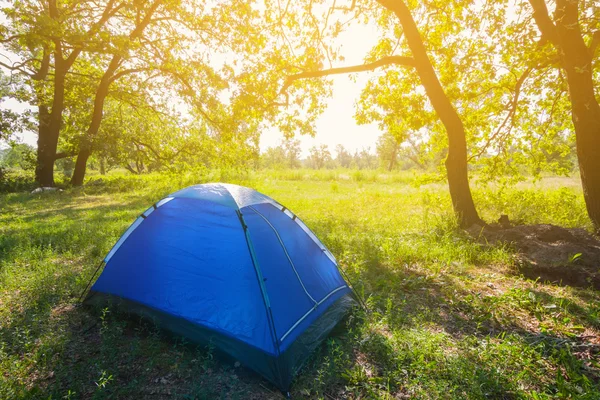 Sommarmorgon i en skog — Stockfoto