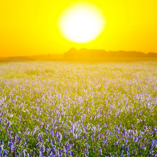 Scena del tramonto rurale — Foto Stock