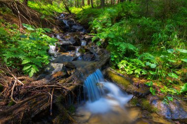 Ormandaki Küçük Nehir