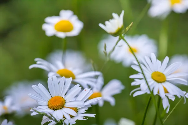 Beautiful closeup camomiles — Stock Photo, Image