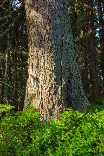 Puu metsässä — kuvapankkivalokuva