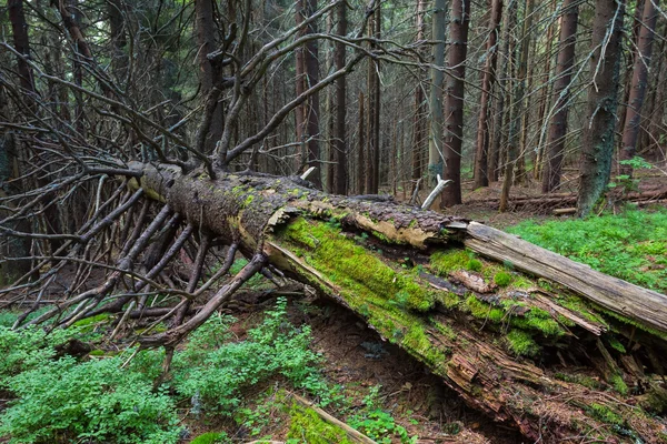 Puu makaa metsässä — kuvapankkivalokuva