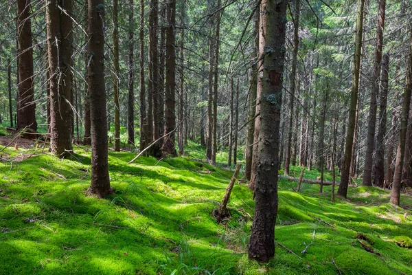 Floresta de pinheiro — Fotografia de Stock