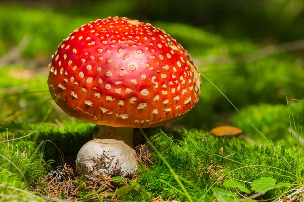 Closeup red flyagaric mushroom — Stock Photo, Image