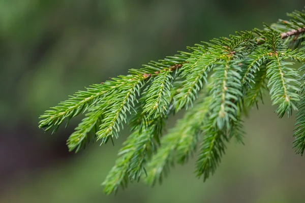 クローズ アップの松の木の枝 — ストック写真