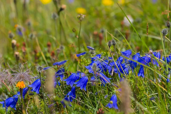 Primeros planos flores azules en una hierba — Foto de Stock
