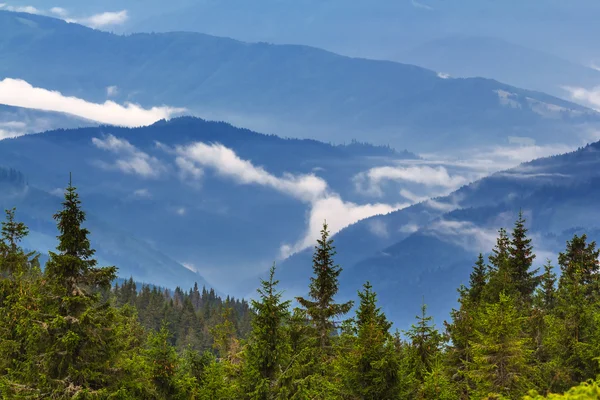 Grüner Bergwald — Stockfoto