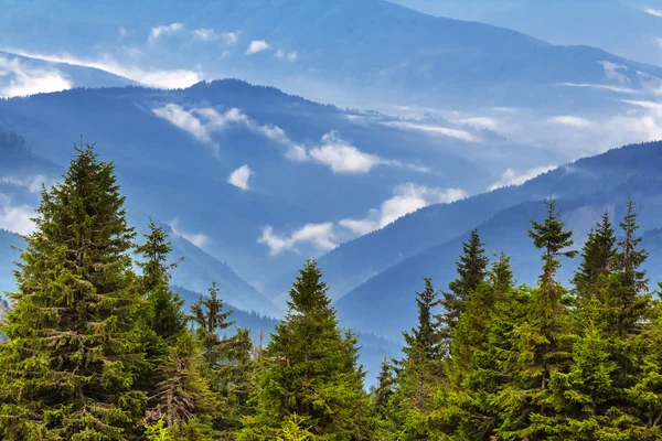 Krásné horské lesní scéna — Stock fotografie