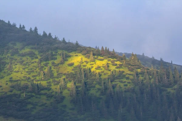 Forêt verte sur une pente de colline — Photo