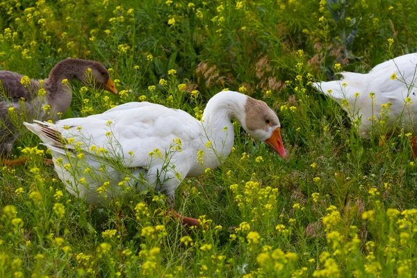 Pato en una hierba — Foto de Stock