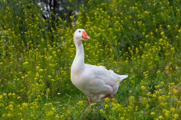 Goose in a grass — Stock Photo, Image
