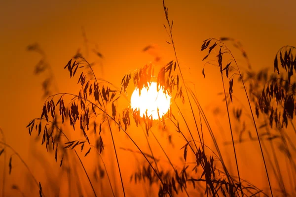 Closeup sunset background — Stock Photo, Image