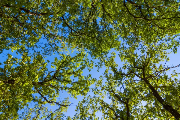 Alta árvore verde — Fotografia de Stock