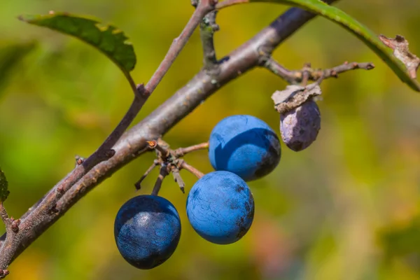 Closeup thorn bush — Stockfoto